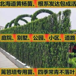 绿地养护服务室内花卉租赁绿植租赁工厂绿化庭院绿化,园林工程